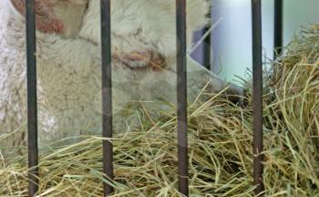 Fluffy white alpaca head, eating, selective focus