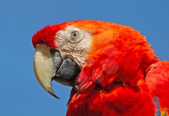 Detail head of parrot Scarlet Macaw - Ara macao, red head portrait