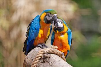 Couple of parrots kissing - Blue and gold macaw