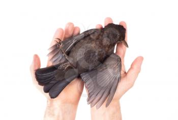 Adult holding a dead blackbird isolated on a white background