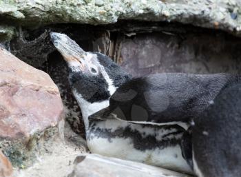 Humboldt penguin resting on it's nest, rocky area