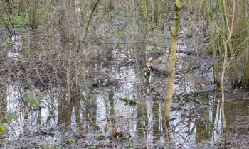 Flooded forest area as a natural and recurring seasonal occurrence - The Netherlands