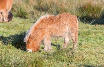 Shetlandpony in the Netherlands - Cold and windy