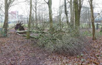 Fallen tree in a dutch forest - Storm