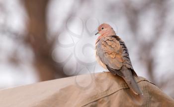 Laughing Dove (Spilopelia senegalensis) on a tent in Botswana