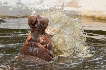 Hippo (Hippopotamus amphibius) with open mouth displaying aggression