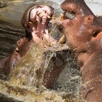 Two fighting hippos in the water (Hippopotamus amphibius)