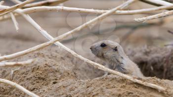 Prairie dog checking out, entrance to a hole