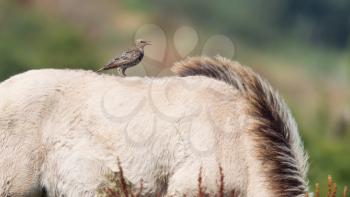 Bird sitting on Konik horse in summer