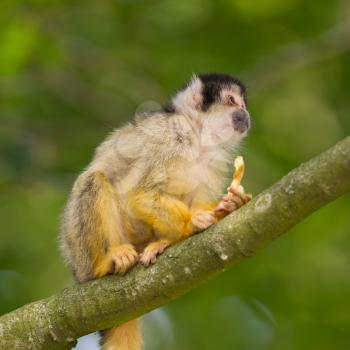 Small common squirrel monkeys (Saimiri sciureus), selective focus