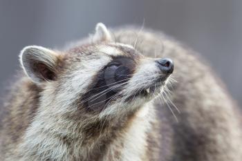 Close-up portrait of an adult raccoon, natural habitat