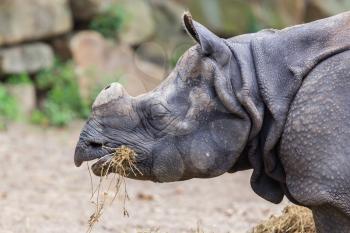 Close-up of an Indian rhino  (Rhinoceros unicornis)