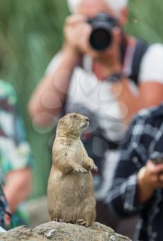Black-tailed prairie dog  (Cynomys ludovicianus) playing for model, being photographed