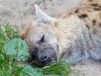Hyena sleeping in the grass, selective focus