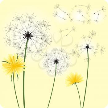 The gentle dandelions in the wind .Vector illustration.