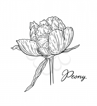 Peony flower hand drawn in lines. Black and white graphic doodle sketch floral vector illustration. Isolated on white background