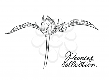 Peony flower bud hand drawn in lines. Black and white graphic doodle sketch floral vector illustration. Isolated on white background