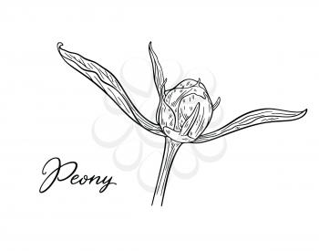 Peony flower bud hand drawn in lines. Black and white graphic doodle sketch floral vector illustration. Isolated on white background