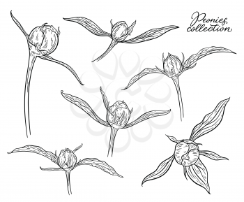 Peony flower buds set hand drawn in lines. Black and white graphic doodle sketch floral vector illustration. Isolated on white background