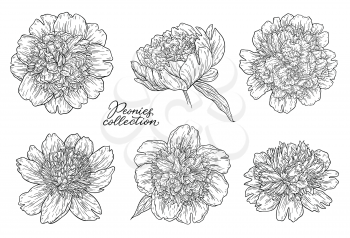 Peony flowers set hand drawn in lines. Black and white graphic doodle sketch floral vector illustration. Isolated on white background