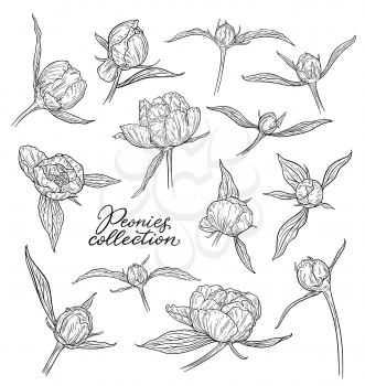 Peony flowers and buds hand drawn in lines. Black and white graphic doodle sketch floral vector illustration. Isolated on white background
