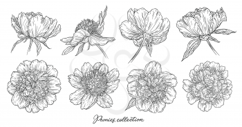 Peony flowers set hand drawn in lines. Black and white graphic doodle sketch floral vector illustration. Isolated on white background