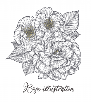 Rose flower hand drawn in lines. Black and white monochrome graphic doodle elements. Isolated vector illustration, template for design