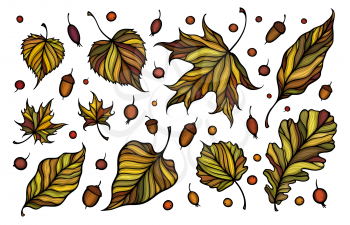 Falling leaves and berries colorful vector illustration. Decorative hand drawn organic autumn leaf collection. Isolated on white background