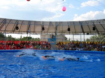 image of show with dolphins in delphinariums