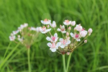 pink and white flowers of butomus umbellatus