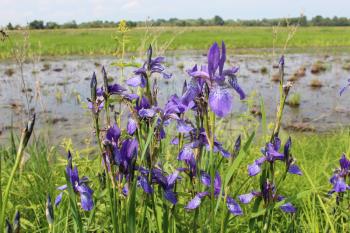 image of beautiful flowers of iris besides river