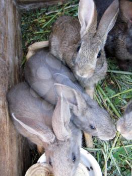 brood of the little young amusing rabbits