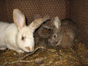 The pair of young domestic rabbits,white and grey