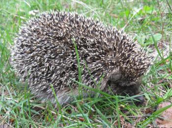 Photo of the small hedgehog in a green grass