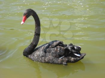Beautiful and graceful black swan on water
