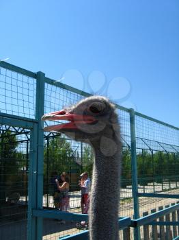 Head of the big African ostrich in a zoo