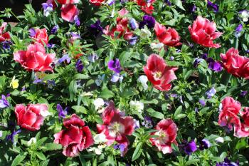 many red beautiful tulips with blue pansy