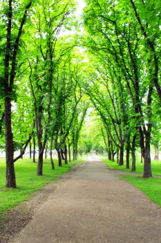 Beautiful city park with path and green trees