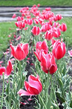 many beautiful red tulips on the flower-bed