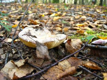 Inedible mushroom on a background of an autumn wood