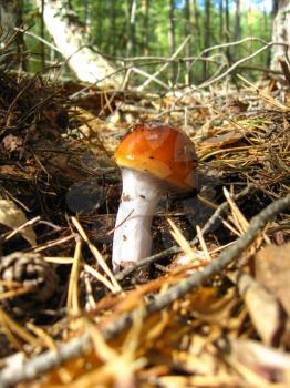 The image of beautiful young fly agaric in the forest