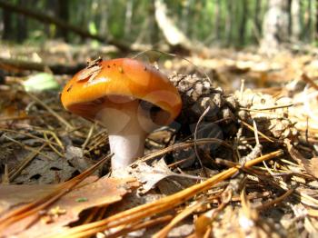 The image of beautiful young agaric in the forest
