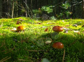 The image of beautiful young fly agarics in the forest