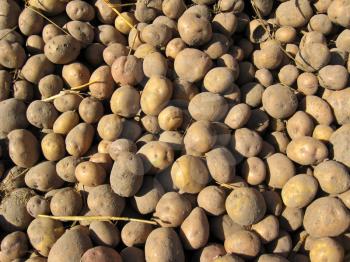 the image of harvest of pile of potatoes