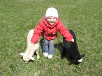 the image of little girl with pair of lambs