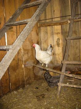 the image of hens walk on a stall