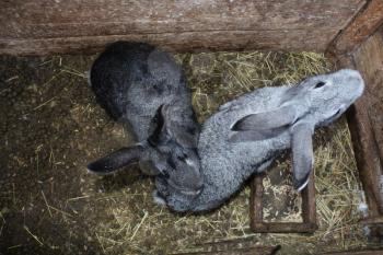 The image of a pair of grey rabbits in the cell