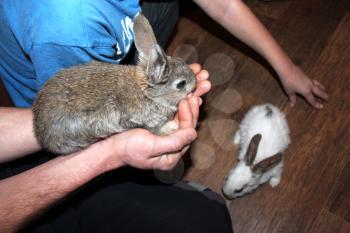small nice rabbit in the hand and another one