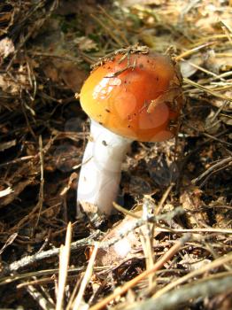 The image of beautiful little red fly agaric in the forest