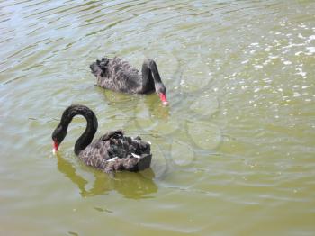 Pair of beautiful black swans on water